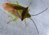 Acanthosoma haemorrhoidale